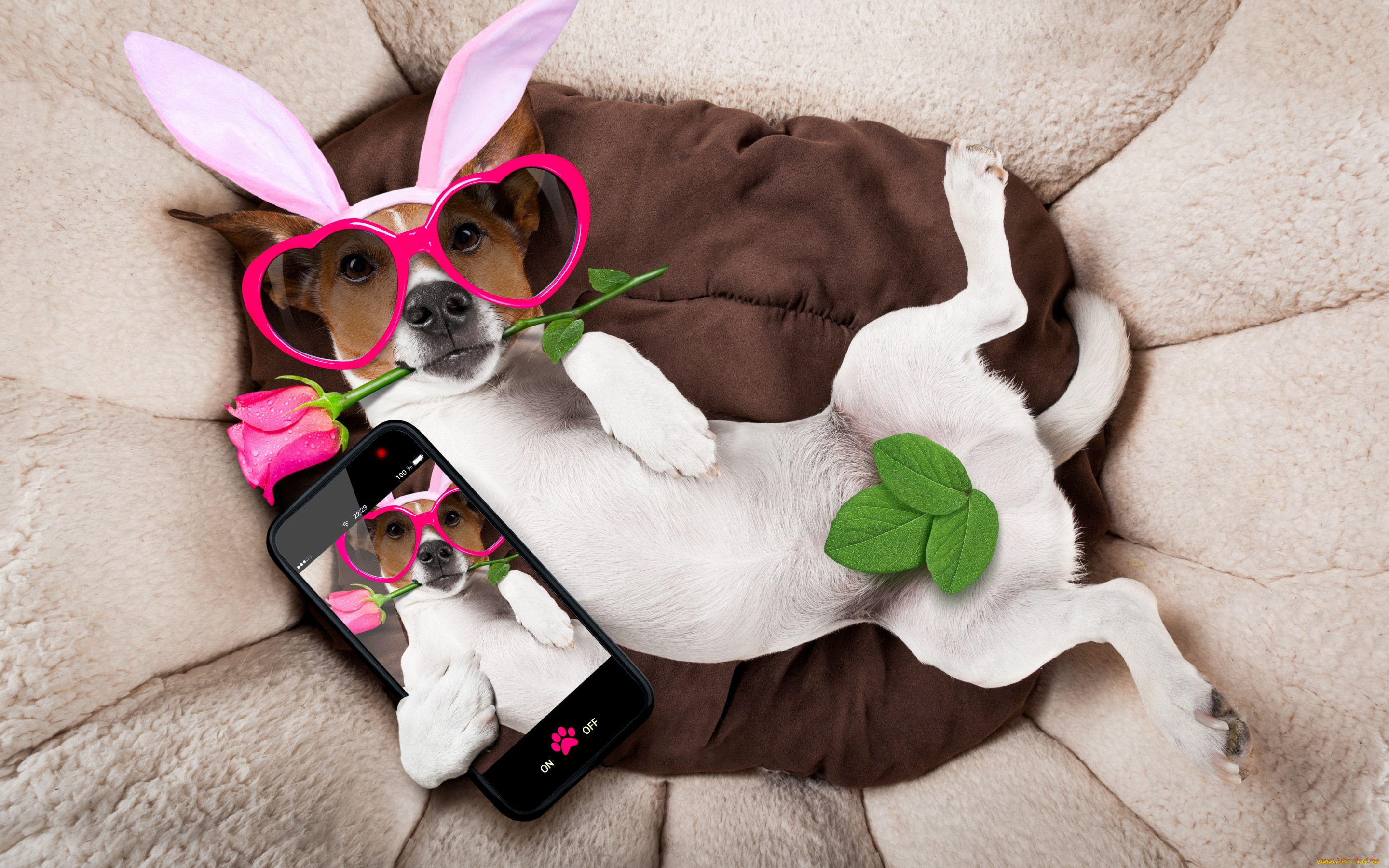   , rose, holiday, happy, , , funny, , bunny, ears, pink, , , dog
